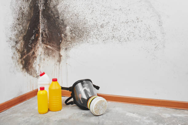 Berthoud, CO Mold Removal Company